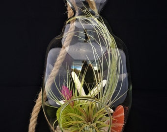 Air Plant Glass Terrarium with Rope to hang Genie Glass Comes Fully Assembled with Plants Glass Orb Beach Coastal home decor Sea shells