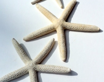White Starfish 5"-6"  Single shell, sea shell, seashell, seaurchin, sale, wholesale, bulk, wedding favors, terrarium