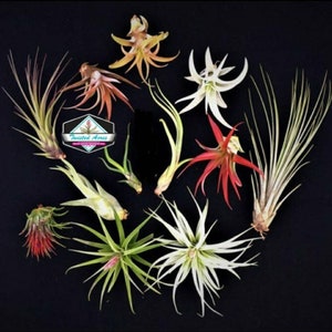 Air Plant Tillandsia Mix quantity of your choice