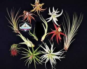 Air Plant WHOLESALE Mix quantity of your choice  Airplant Tillandsia, wholesale, Bulk, Sale, Wedding Favors, Terrariums