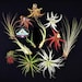 see more listings in the Air Plants section