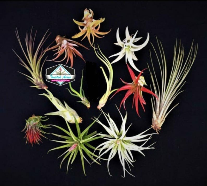 Air Plant WHOLESALE Mix quantity of your choice  Airplant Tillandsia, wholesale, Bulk, Sale, Wedding Favors, Terrariums 