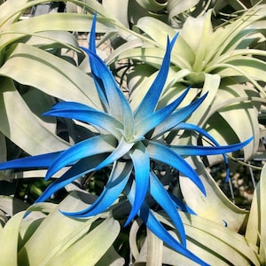 May include: A close-up of a blue and green air plant. The plant has long, thin leaves that are curled at the ends. The leaves are a light green color with blue tips.