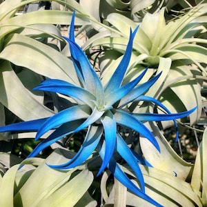 Air Plant Tillandsia Indigo Dark Blue single plant image 2