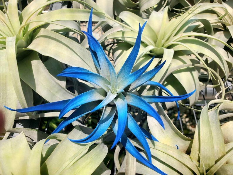 May include: A close-up of a blue and green air plant. The plant has long, thin leaves that are curled at the ends. The leaves are a light green color with blue tips.