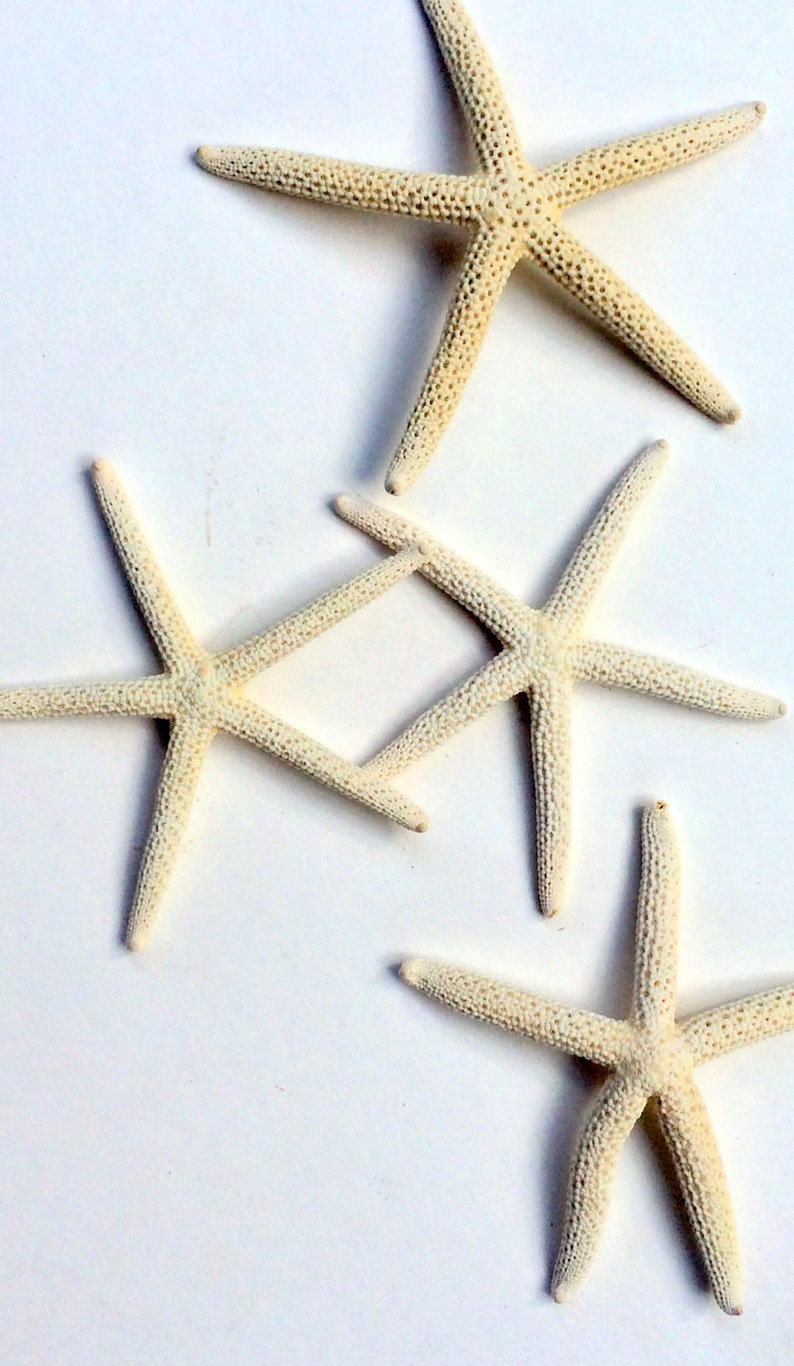 White Starfish 2-3 MIX OF 5 Perfect Little Addition to - Etsy