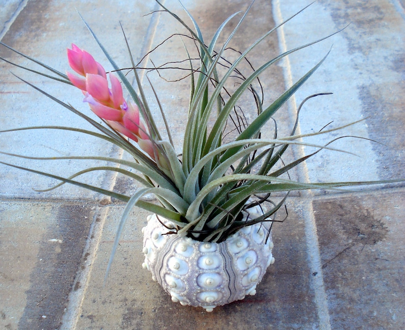 wholesale sea shell favor wedding Sea Urchin Air Plant Planter bulk seashell shell tillandsia container holder sale