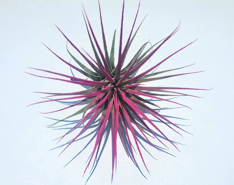 Air Plant Tillandsia Iona set of 3 fun pack. image 4