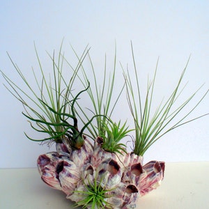May include: A group of air plants growing in a pink and white seashell planter. The planter is made of several seashells that have been glued together.
