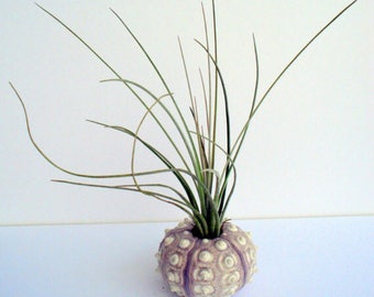 Air Plant Sea Urchin Planter Single