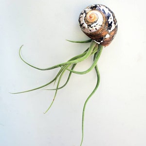 May include: A green air plant growing out of a brown and white seashell.