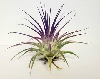 Air Plant Tillandsia Iona Purple Single Plant