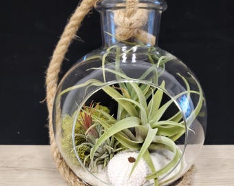 Terrarium en verre transparent Air Plant avec corde