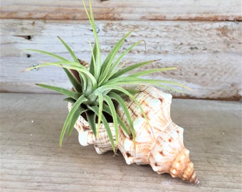 Air Plant with Shell Garden Single,  Seashell Planter Tillandsia Wholesale Bulk Sea urchin Container Terrarium Wedding Favor Sale Iona Green