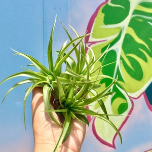 May include: Two green air plants in a hand against a colorful background. The plants have long, thin leaves and are growing in a cluster.