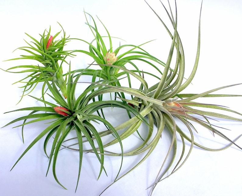 Terrariums Sale Tillandsia wholesale Air Plant In Bloom Collection Quantity of 4 Individual Plants Airplant Wedding Favors Bulk