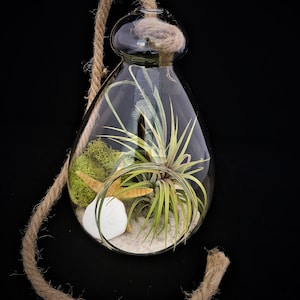 Air Plant Glass Terrarium with Rope to hang  Tillandsia Beach Coastal Home Decor Airplant Succulent Sea Shells Starfish