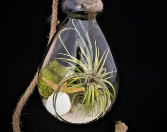 Air Plant Glass Terrarium with Rope to hang  Tillandsia Beach Coastal Home Decor Airplant Succulent Sea Shells Starfish