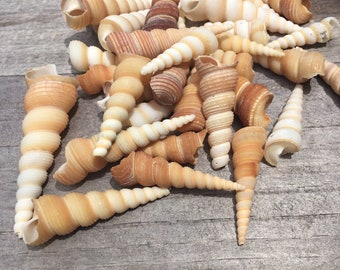 Terebra Turritella Unicorn Horn Assorted Sizes Range 1-3" Set of 15 seashell, wedding, favor, bulk, wholesale FREE SHIPPING