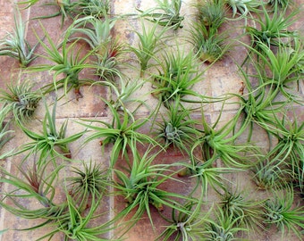 Air Plant WHOLESALE Mix of Ten  Airplant, Tillandsia, wholesale, Bulk, Sale, Wedding Favors, Terrariums