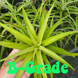 Air Plant B-grade large or medium Tillandsia