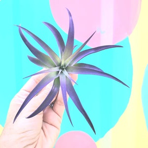 Purple Airplant Tillandsia: Bulk Wedding Favors, Terrarium Plant