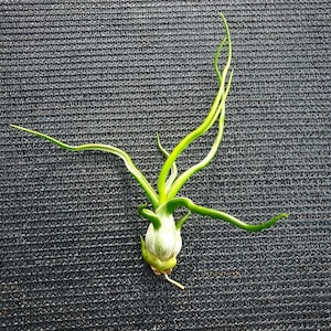 Air Plant Bulbosa Guatemala Tillandsia Singleairplant succulent bromeliad wholesale tilly terrarium home decor image 1