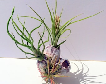 Air Plant Barnacle Planter Small Barnacle with 3 Air plants Shell, Seashell, Sea Shell, Wholesale, Sale, Wedding Favors, Wedding, Tillandsia