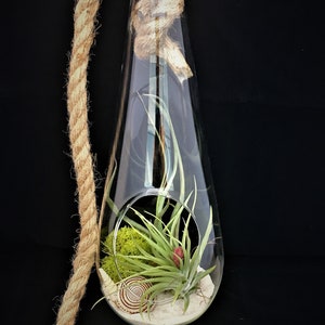 Air Plant Glass Terrarium with Rope to hang Long Tea Drop Tillandsia Beach Coastal Home Decor Airplant Succulent Sea Shells Starfish