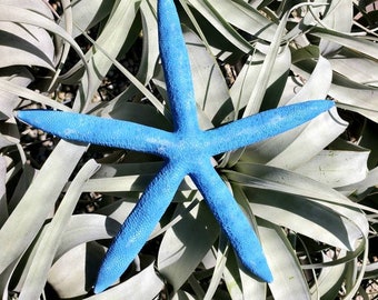 Blue Starfish