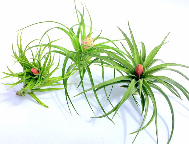 Terrariums Sale Tillandsia wholesale Air Plant In Bloom Collection Quantity of 4 Individual Plants Airplant Wedding Favors Bulk