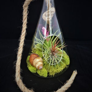 Air Plant Glass Terrarium with Rope to hang Beaker Tillandsia Beach Coastal Home Decor Airplant Succulent Sea Shells Starfish