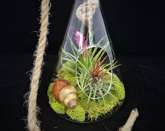 Air Plant Glass Terrarium with Rope to hang Beaker Tillandsia Beach Coastal Home Decor Airplant Succulent Sea Shells Starfish