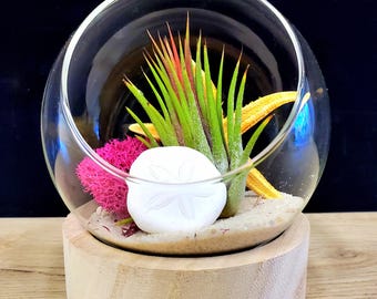 Plateau de table en verre transparent Air Plant avec base en bois