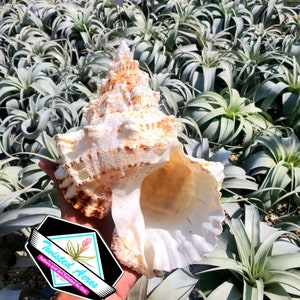 Sea Shell Boba Beach Home Decor real shell