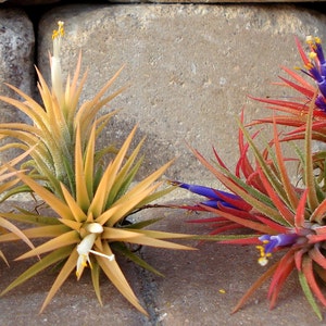 Air Plant Iona 3 for 1 Deal Tillandsia image 2