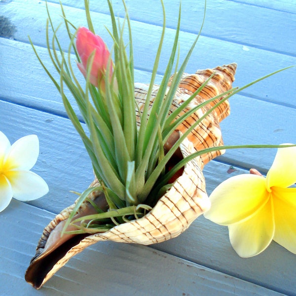 Air Plant Containers Etsy