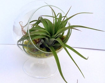 Air Plant Table Top Terrarium Clear Glass Orb Globe Kit with Moss rock or sand