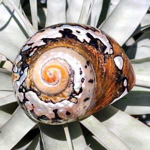 Sea Shell Sarmaticus Beach Home Decor real shell Single Shell