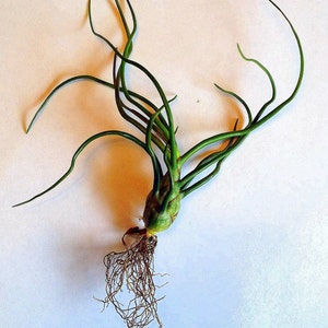 Air Plant Bulbosa Guatemala Tillandsia Singleairplant succulent bromeliad wholesale tilly terrarium home decor image 5