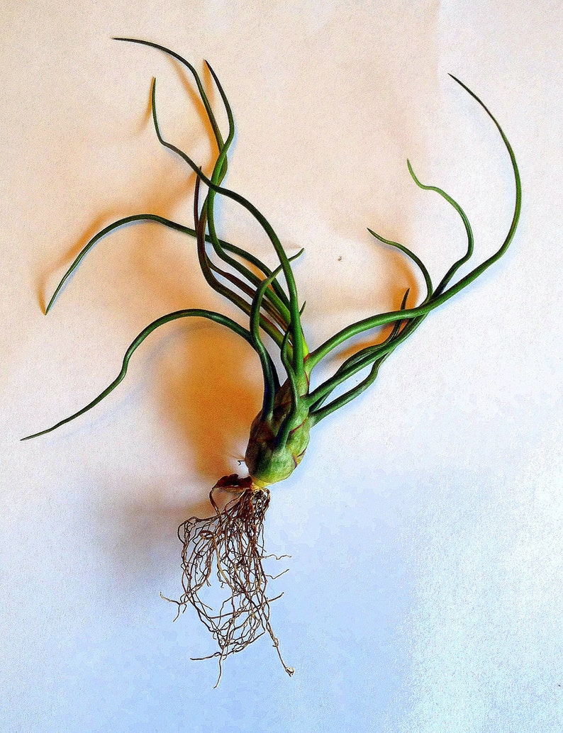 Air Plant Bulbosa Guatemala Tillandsia Singleairplant succulent bromeliad wholesale tilly terrarium home decor image 5