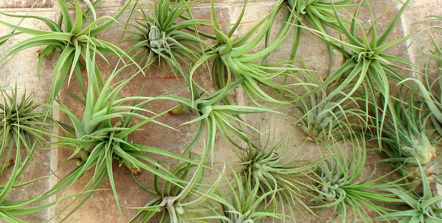 Air Plant WHOLESALE Mix of FIVE 5   Airplant, Tillandsia, wholesale, Bulk, Sale, Wedding Favors, Terrariums