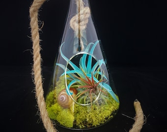 Air Plant Glass Terrarium with Rope to hang Beaker Comes Fully Assembled with Plants tillandsia beach coastal home decor sea shells beach