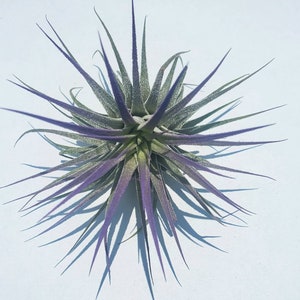 Air Plant Tillandsia Iona set of 3 fun pack. image 3