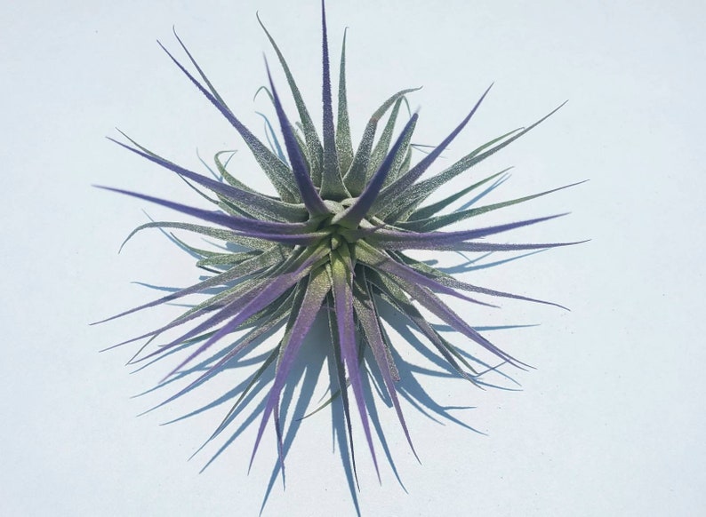 Air Plant Tillandsia Iona set of 3 fun pack. image 3