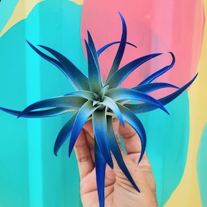 May include: A blue and silver air plant with long, spiky leaves. The plant is being held in a hand against a colorful background.