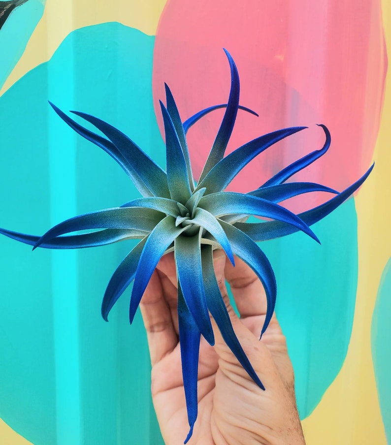 May include: A blue and silver air plant with long, spiky leaves. The plant is being held in a hand against a colorful background.