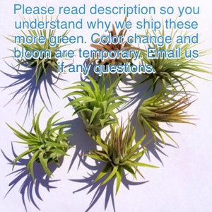 Air Plant Iona 3 for 1 Deal Tillandsia Bild 4