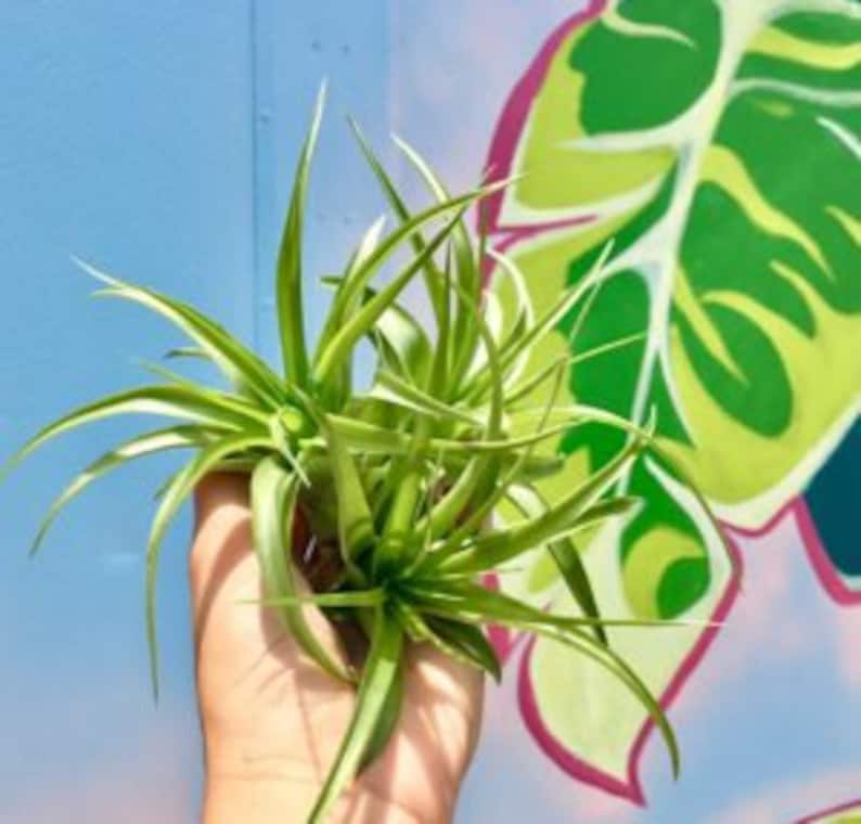 以下が含まれることがあります： 人の手に、チランジアとも呼ばれる緑色のエアープラントの束。植物は細長く、先が尖った葉をしています。