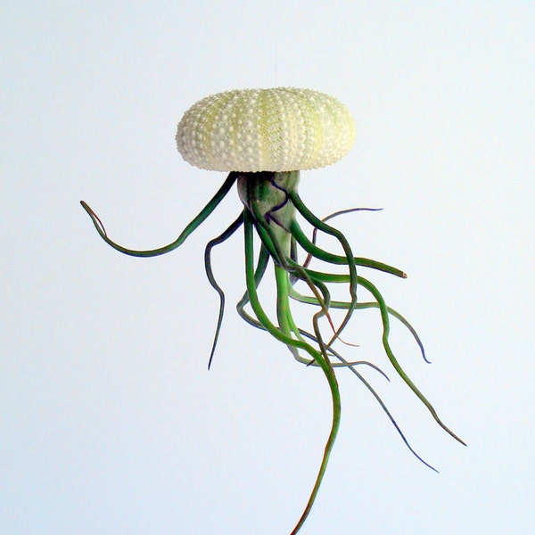 Air Plant Hanging Sea Urchin Planter Single Kit curly plant with sea urchin